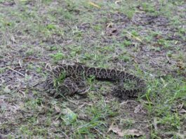 Serpientes: logran avances en el desarrollo de antivenenos y en estrategias para reducir el daño en animales productores