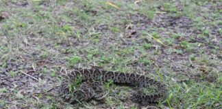 INVESTIGACIONES UNNE-CONICET Serpientes: logran avances en el desarrollo de antivenenos y en estrategias para reducir el daño en animales productores