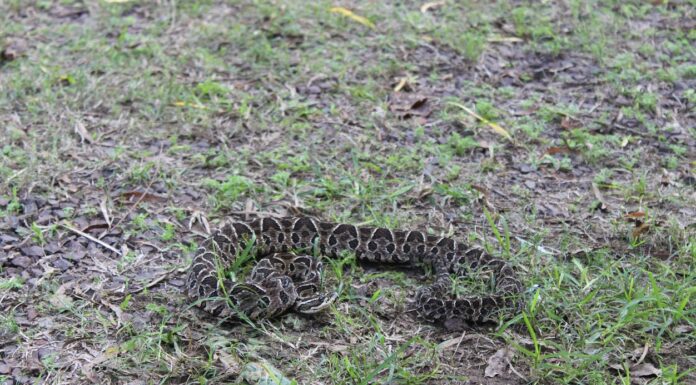 INVESTIGACIONES UNNE-CONICET Serpientes: logran avances en el desarrollo de antivenenos y en estrategias para reducir el daño en animales productores