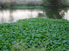 Ajustan metodología de teledetección para estudiar la distribución espacial de la vegetación acuática del Gran Resistencia