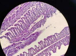 Becaria estudia lesiones branquiales en peces usados como carnada viva en el NEA