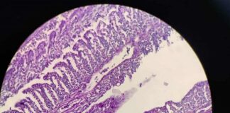 NUEVOS CONOCIMIENTOS Becaria estudia lesiones branquiales en peces usados como carnada viva en el NEA