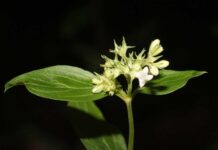 NUEVOS CONOCIMIENTOS Becaria de la UNNE reclasifica especie botánica sudamericana tras años de confusión Galianthe laxa subsp. laxa se encuentra desde el nivel del mar hasta los 1.867 metros de altura, generalmente cerca de cuerpos de agua y en diversos tipos de suelo. (Foto Gentileza ND).