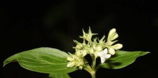 NUEVOS CONOCIMIENTOS Becaria de la UNNE reclasifica especie botánica sudamericana tras años de confusión Galianthe laxa subsp. laxa se encuentra desde el nivel del mar hasta los 1.867 metros de altura, generalmente cerca de cuerpos de agua y en diversos tipos de suelo. (Foto Gentileza ND).