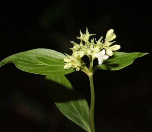 Becaria de la UNNE reclasifica especie botánica sudamericana tras años de confusión Galianthe laxa subsp. laxa se encuentra desde el nivel del mar hasta los 1.867 metros de altura, generalmente cerca de cuerpos de agua y en diversos tipos de suelo. (Foto Gentileza ND).
