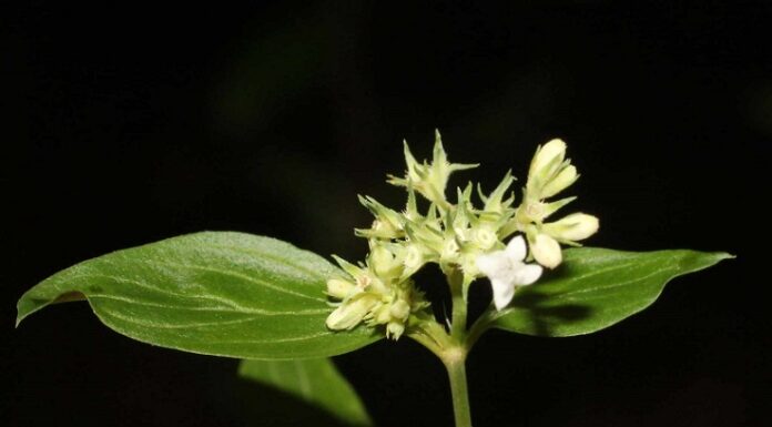 NUEVOS CONOCIMIENTOS Becaria de la UNNE reclasifica especie botánica sudamericana tras años de confusión Galianthe laxa subsp. laxa se encuentra desde el nivel del mar hasta los 1.867 metros de altura, generalmente cerca de cuerpos de agua y en diversos tipos de suelo. (Foto Gentileza ND).