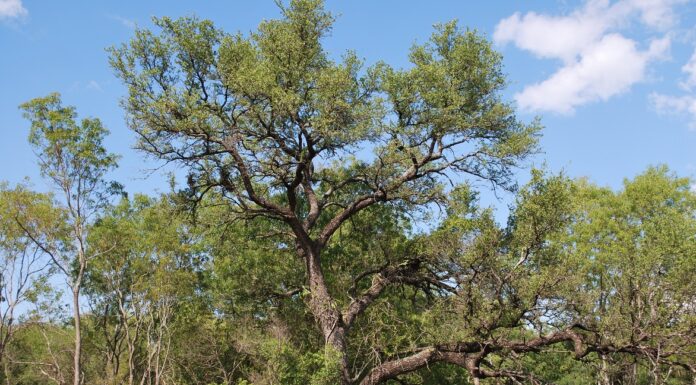 Un libro recopila el conocimiento de más de cinco décadas sobre bosques del Chaco Húmedo