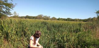 INVESTIGACIÓN UNNE Destacan aporte de «ciencia ciudadana» para identificar el avance de una maleza invasora en Argentina