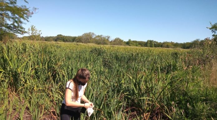INVESTIGACIÓN UNNE Destacan aporte de «ciencia ciudadana» para identificar el avance de una maleza invasora en Argentina