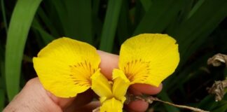 LIRIO AMARILLO En base a estudios de UNNE y Conicet, prohíben introducción y comercio de una especie invasora en Corrientes