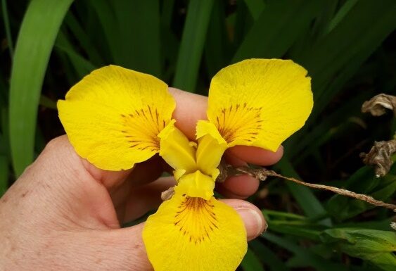 LIRIO AMARILLO En base a estudios de UNNE y Conicet, prohíben introducción y comercio de una especie invasora en Corrientes