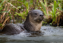 INVESTIGAR PARA PROTEGER Publican nuevos conocimientos sobre el lobito de río en la Cuenca del Riachuelo
