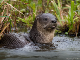 Publican nuevos conocimientos sobre el lobito de río en la Cuenca del Riachuelo