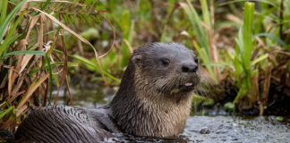 INVESTIGAR PARA PROTEGER Publican nuevos conocimientos sobre el lobito de río en la Cuenca del Riachuelo