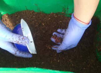 ENTREVISTA A ESPECIALISTA DE LA UNNE Lombricultura, una práctica sustentable que se puede realizar en los hogares