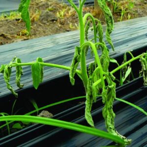 MIcrocapsulas de tomate