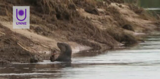 Investigan el comportamiento del Lobito de río en el río Riachuelo