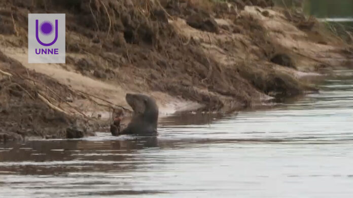 Investigan el comportamiento del Lobito de río en el río Riachuelo