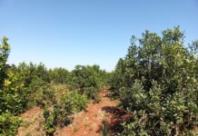 Estudio de la UNNE aporta al monitoreo de malezas trepadoras asociadas al cultivo de yerba mate