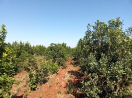 Estudio de la UNNE aporta al monitoreo de malezas trepadoras asociadas al cultivo de yerba mate