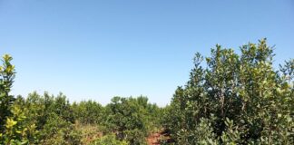 CONOCIMIENTO PARA LA REGION Estudio de la UNNE aporta al monitoreo de malezas trepadoras asociadas al cultivo de yerba mate