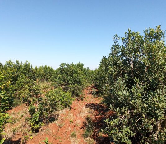 Estudio de la UNNE aporta al monitoreo de malezas trepadoras asociadas al cultivo de yerba mate
