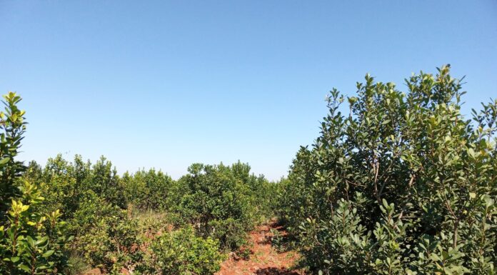 CONOCIMIENTO PARA LA REGION Estudio de la UNNE aporta al monitoreo de malezas trepadoras asociadas al cultivo de yerba mate