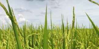 Manchado del grano de arroz: aporte de la UNNE sobre una patología que afecta el rendimiento productivo