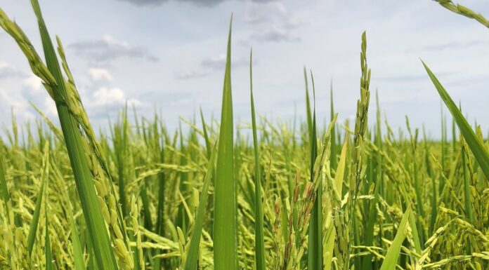 Manchado del grano de arroz: aporte de la UNNE sobre una patología que afecta el rendimiento productivo