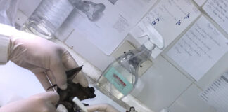 Reportan el primer registro de Leishmania (V) braziliensis en murciélago en la ciudad de Corrientes