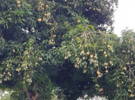 Optimizan metodología para extraer compuestos bioactivos del mango criollo