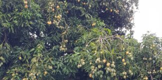 Optimizan metodología para extraer compuestos bioactivos del mango criollo