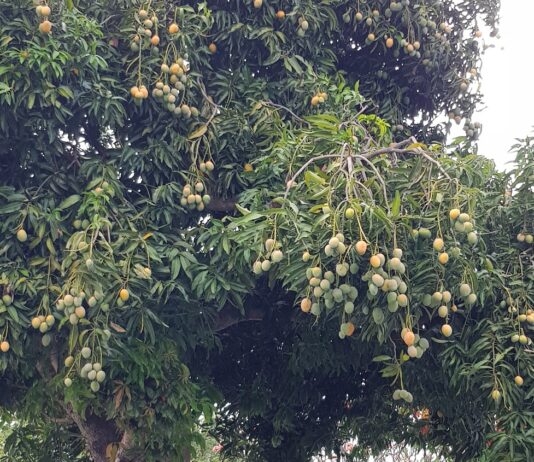 Optimizan metodología para extraer compuestos bioactivos del mango criollo