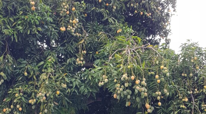 Optimizan metodología para extraer compuestos bioactivos del mango criollo