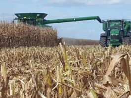 Estudian impacto de la compactación del suelo por el tránsito de maquinarias en la cosecha de maíz