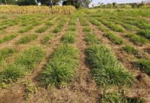 NUEVOS CONOCIMIENTOS Con drones y técnicas de selección estudian la mejora genética de un pasto clave para la ganadería del NEA