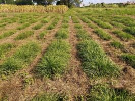 Con drones y técnicas de selección estudian la mejora genética de un pasto clave para la ganadería del NEA