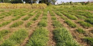 NUEVOS CONOCIMIENTOS Con drones y técnicas de selección estudian la mejora genética de un pasto clave para la ganadería del NEA