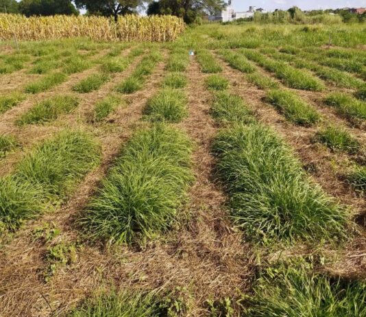 Con drones y técnicas de selección estudian la mejora genética de un pasto clave para la ganadería del NEA