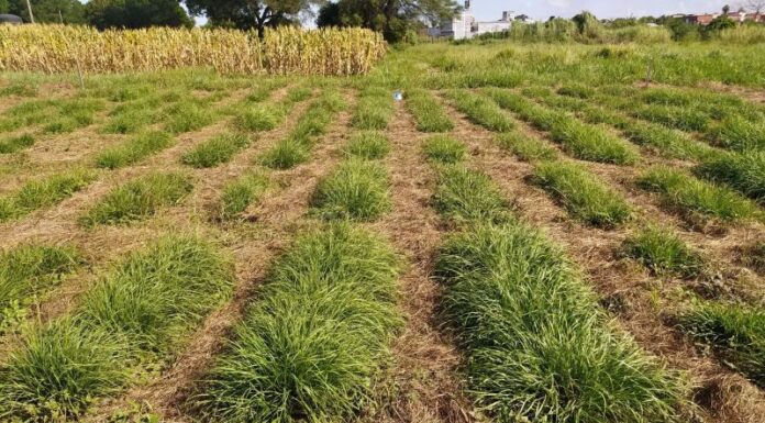 Con drones y técnicas de selección estudian la mejora genética de un pasto clave para la ganadería del NEA