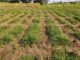 Con drones y técnicas de selección estudian la mejora genética de un pasto clave para la ganadería del NEA