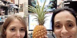 CIENCIA UNIVERSITARIA Una tesis doctoral demuestra usos innovadores de unas enzimas vegetales