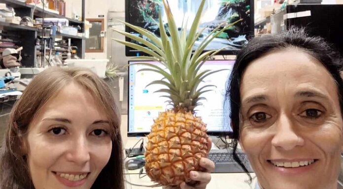 CIENCIA UNIVERSITARIA Una tesis doctoral demuestra usos innovadores de unas enzimas vegetales