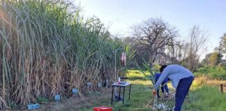 NUEVOS CONOCIMIENTOS Estudio demuestra viabilidad para producir caña de azúcar en el norte correntino