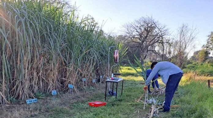 NUEVOS CONOCIMIENTOS Estudio demuestra viabilidad para producir caña de azúcar en el norte correntino