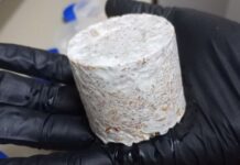 Evalúan la posibilidad de fabricar material de embalaje con estructuras microscópicas de hongos nativos