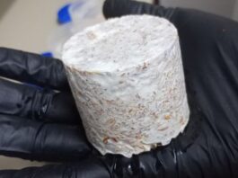 Evalúan la posibilidad de fabricar material de embalaje con estructuras microscópicas de hongos nativos