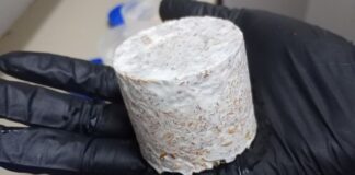 NUEVOS CONOCIMIENTOS Evalúan la posibilidad de fabricar material de embalaje con estructuras microscópicas de hongos nativos