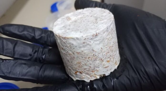 Evalúan la posibilidad de fabricar material de embalaje con estructuras microscópicas de hongos nativos