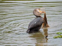 “Del total de contaminación en el río Paraná, el 70% corresponde a plásticos”